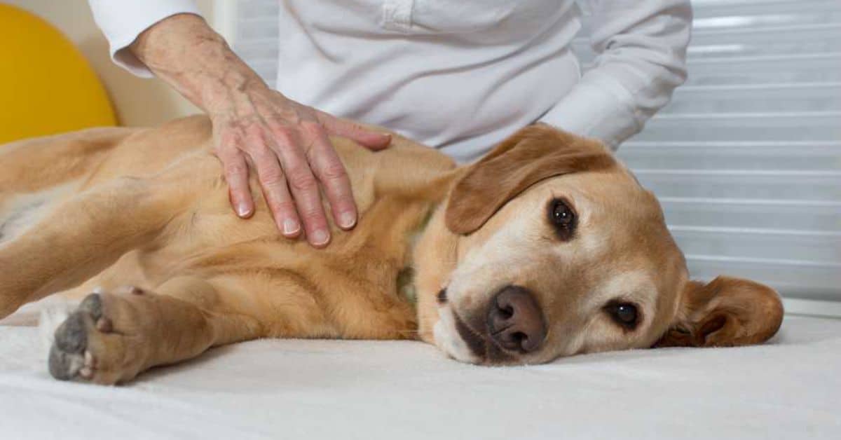 Canine Arthritis – Age, Causes, Symptoms And Treatment For Derbyshire Dogs
