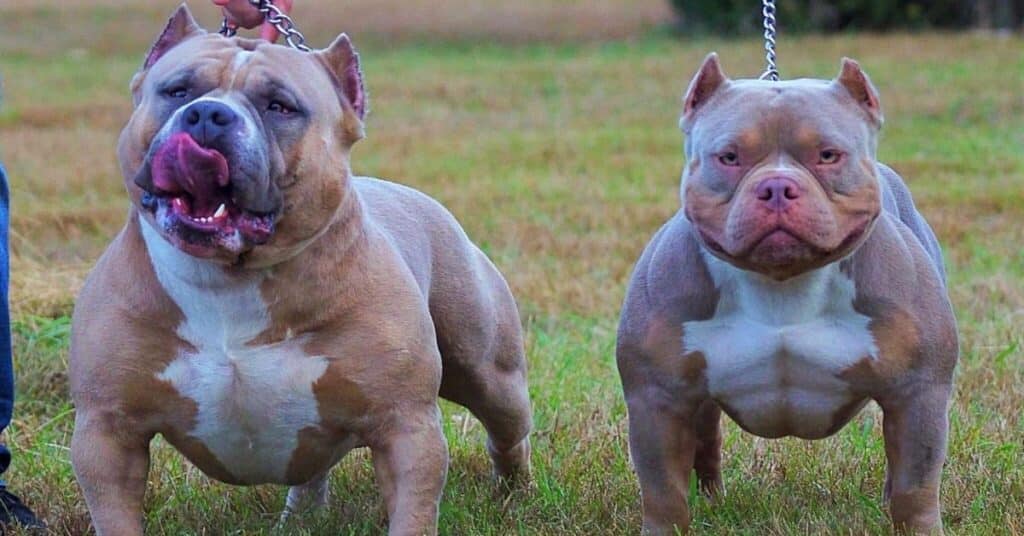 Chocolate Toxicity Symptoms in American Bully Dogs: What to Look Out For