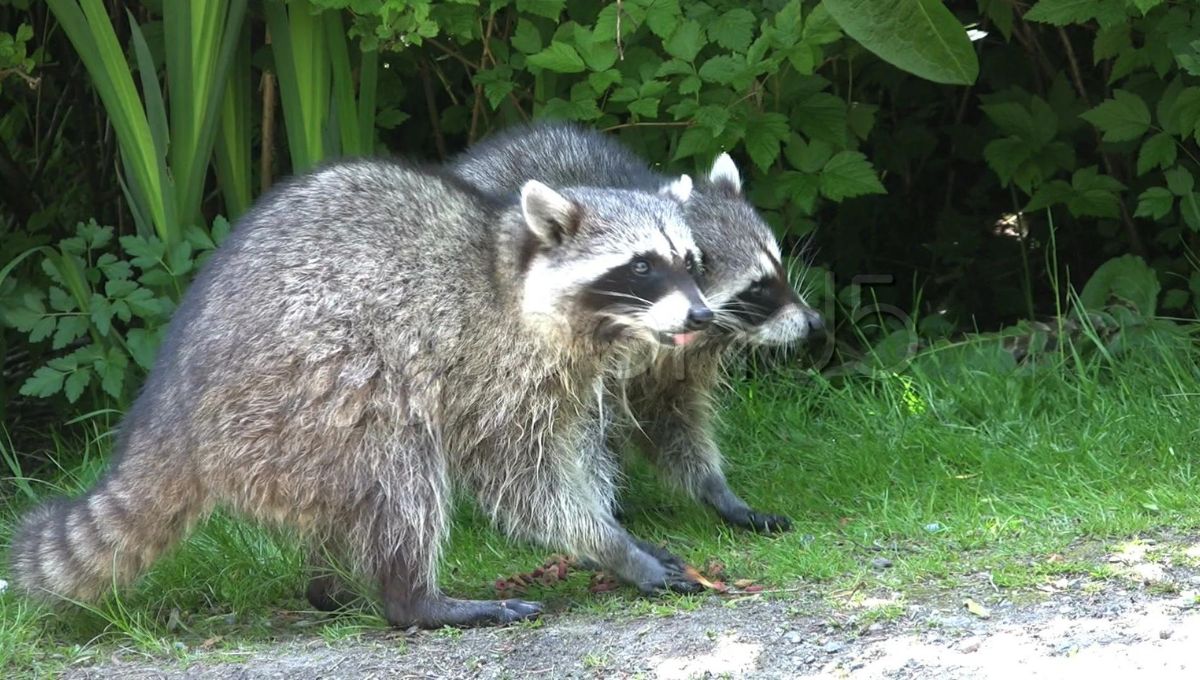 Do Raccoons Eat Cats