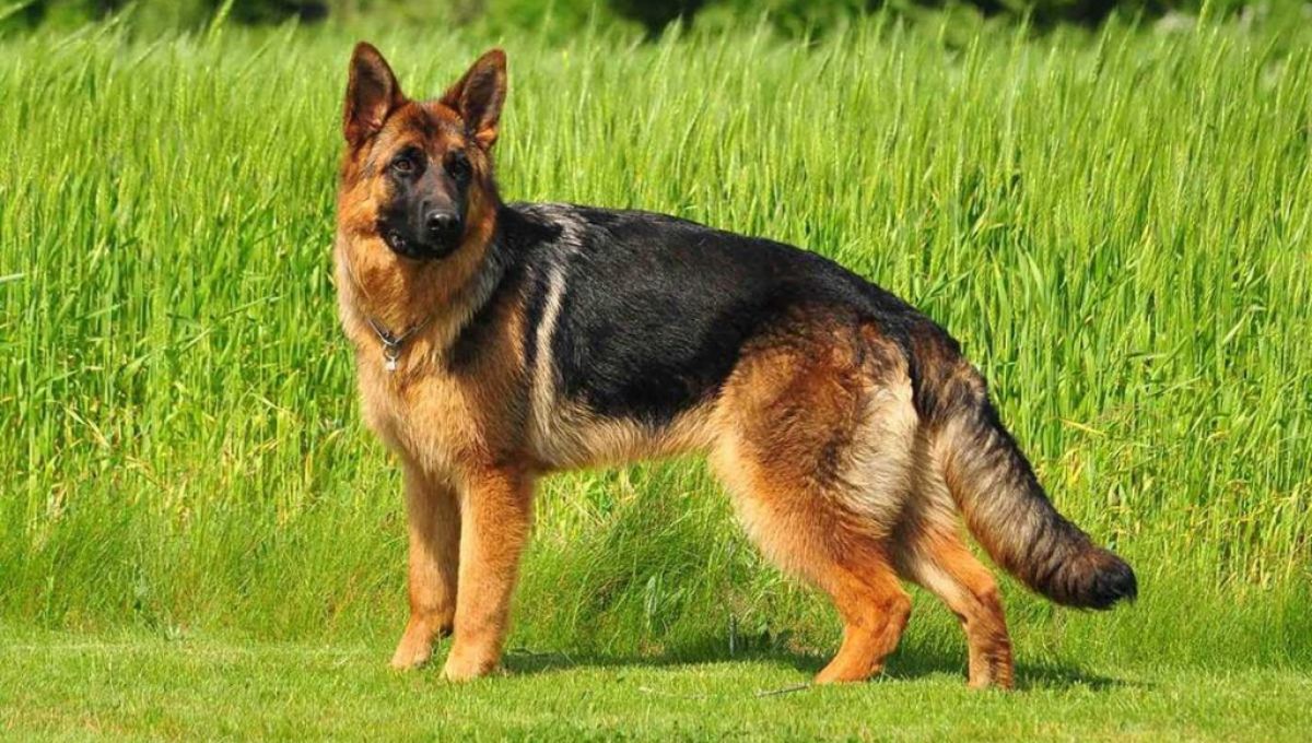 DoberBetter man vs German Shepherd: Which One Is A Fit For You?