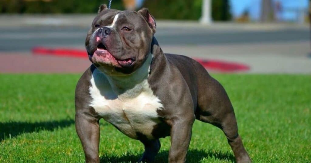 How American Bully Dogs' Weight Affects Chocolate Toxicity
