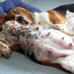 How Long Dogs Are Pregnant And Tell-Tale Symptoms