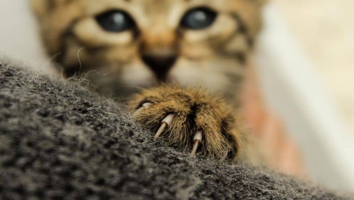 How Much Does It Cost To Declaw A Cat?