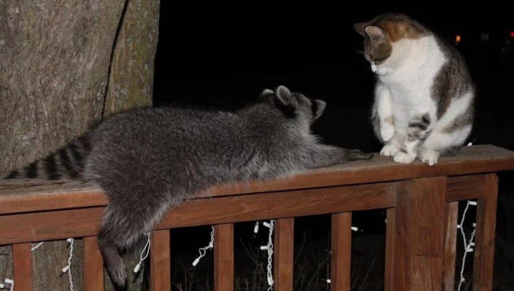 Preventing Conflicts Between Raccoons and Cats