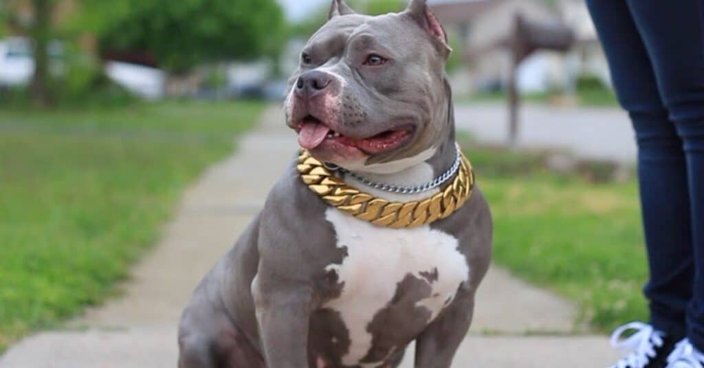 Prevention is Key: Keeping Your American Bully Safe from Chocolate