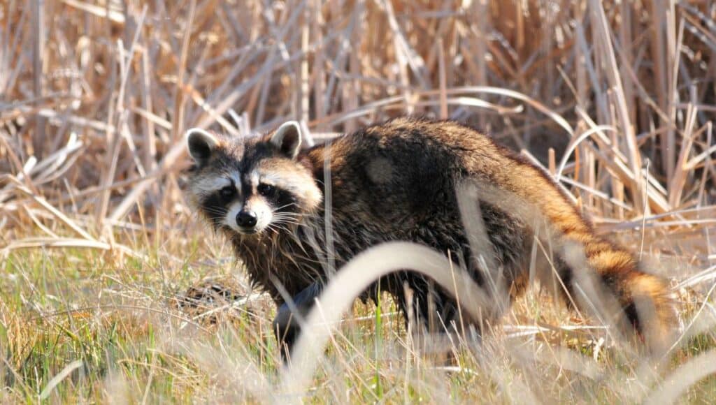 Raccoon Hunting Laws: Know Your Local Regulations