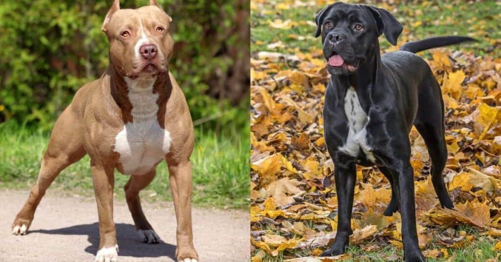 The Cane Corso Pitbull Mix As A Family Dog