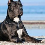 the-cane-corso-pitbull-mix-the-ultimate-guard-dog-companion