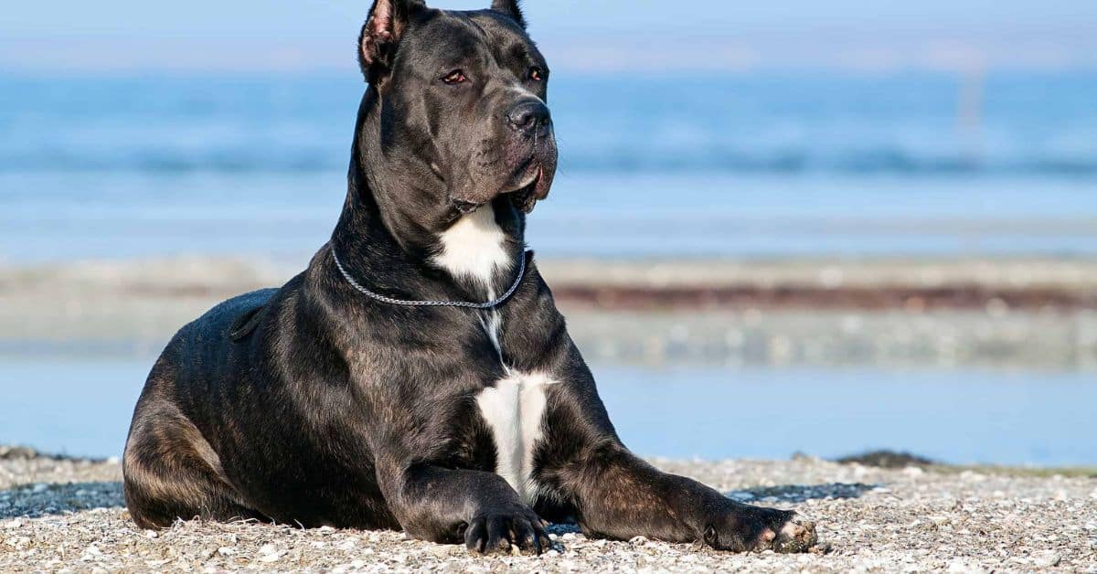 the-cane-corso-pitbull-mix-the-ultimate-guard-dog-companion