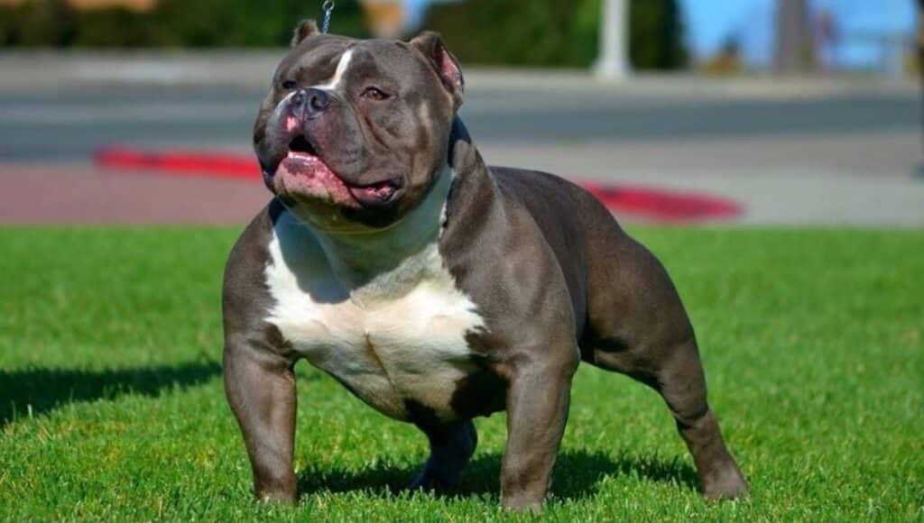 The Merle Coat: Acceptable In The American Bully Breed?