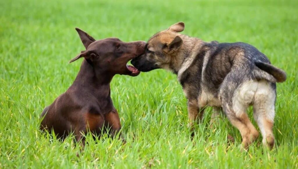 Training A Doberman Vs. German Shepherd