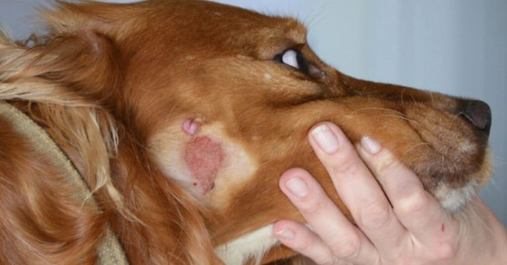 What Does Ringworm Look Like On A Dog?