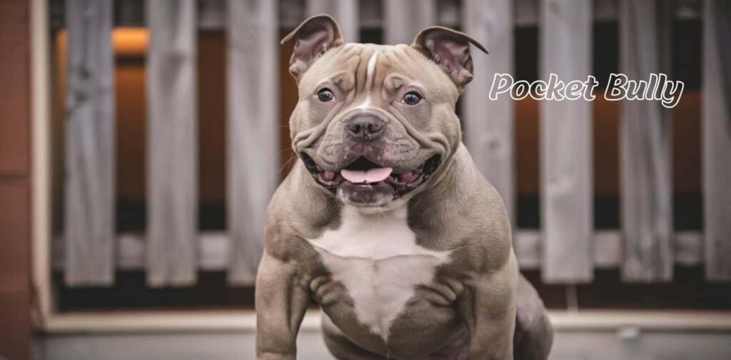 Is Pocket Bully A Registered Dog Breed?