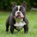 Meet Pocket Bully, The Smallest American Bully Of Them All