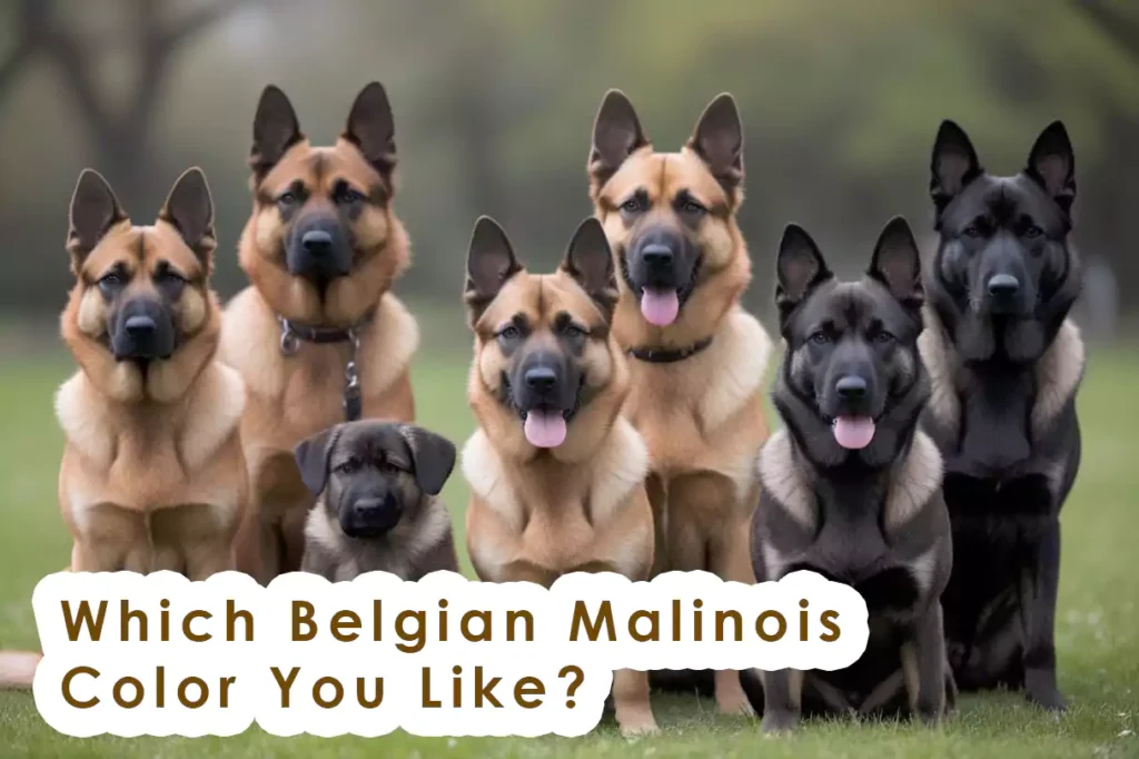 Belgian Malinois Colors