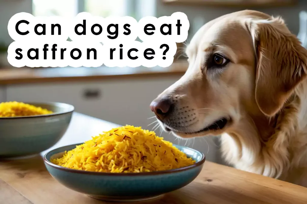 Can dogs eat saffron rice