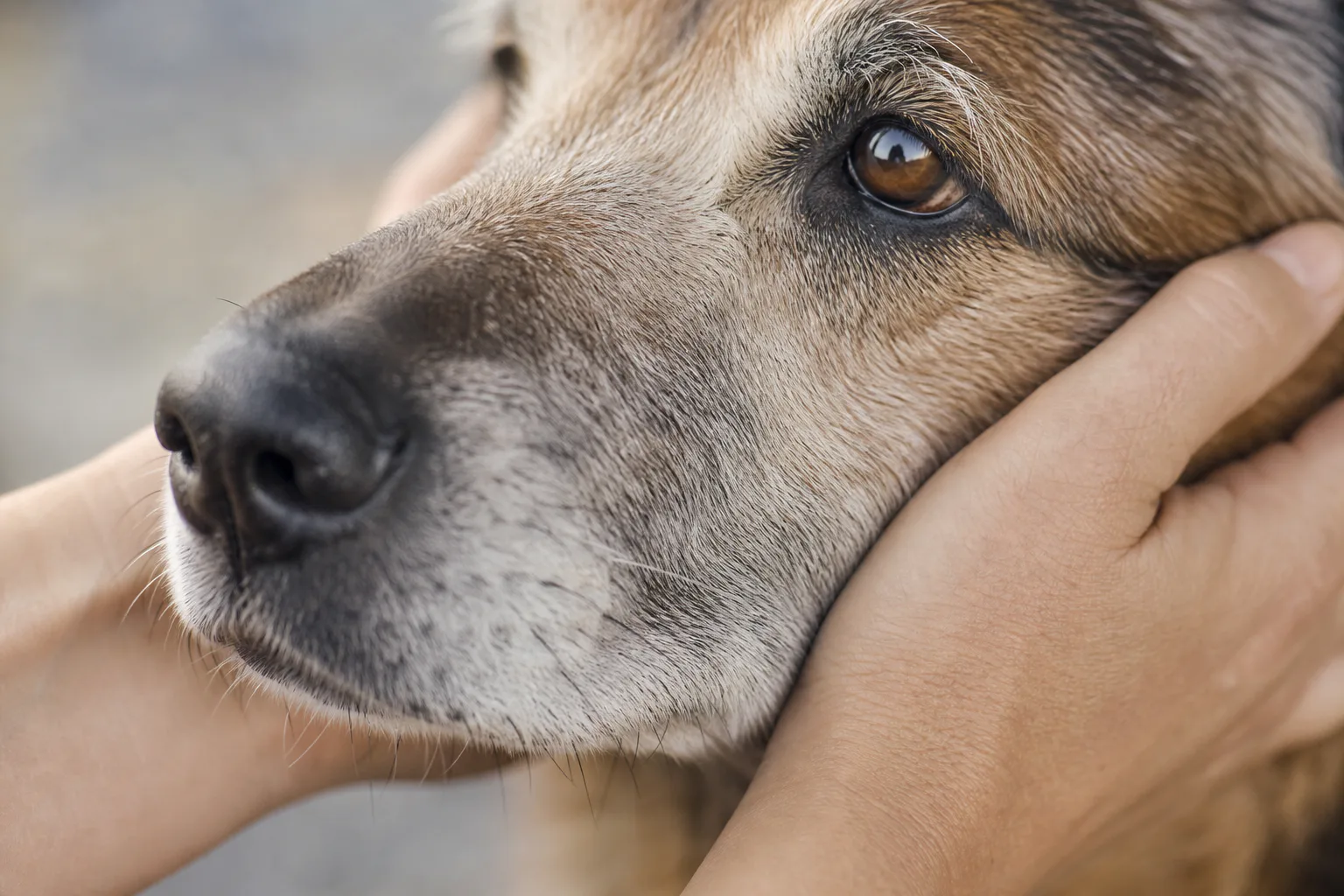 How Dog Age Conversion Works