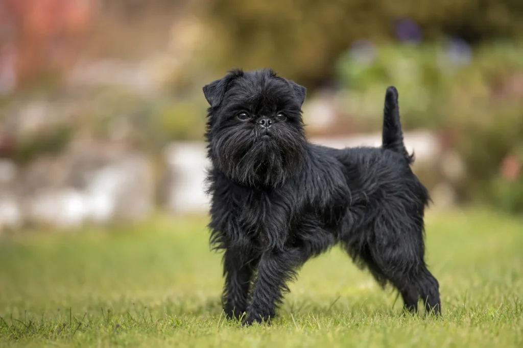 Affenpinscher Dog Breed