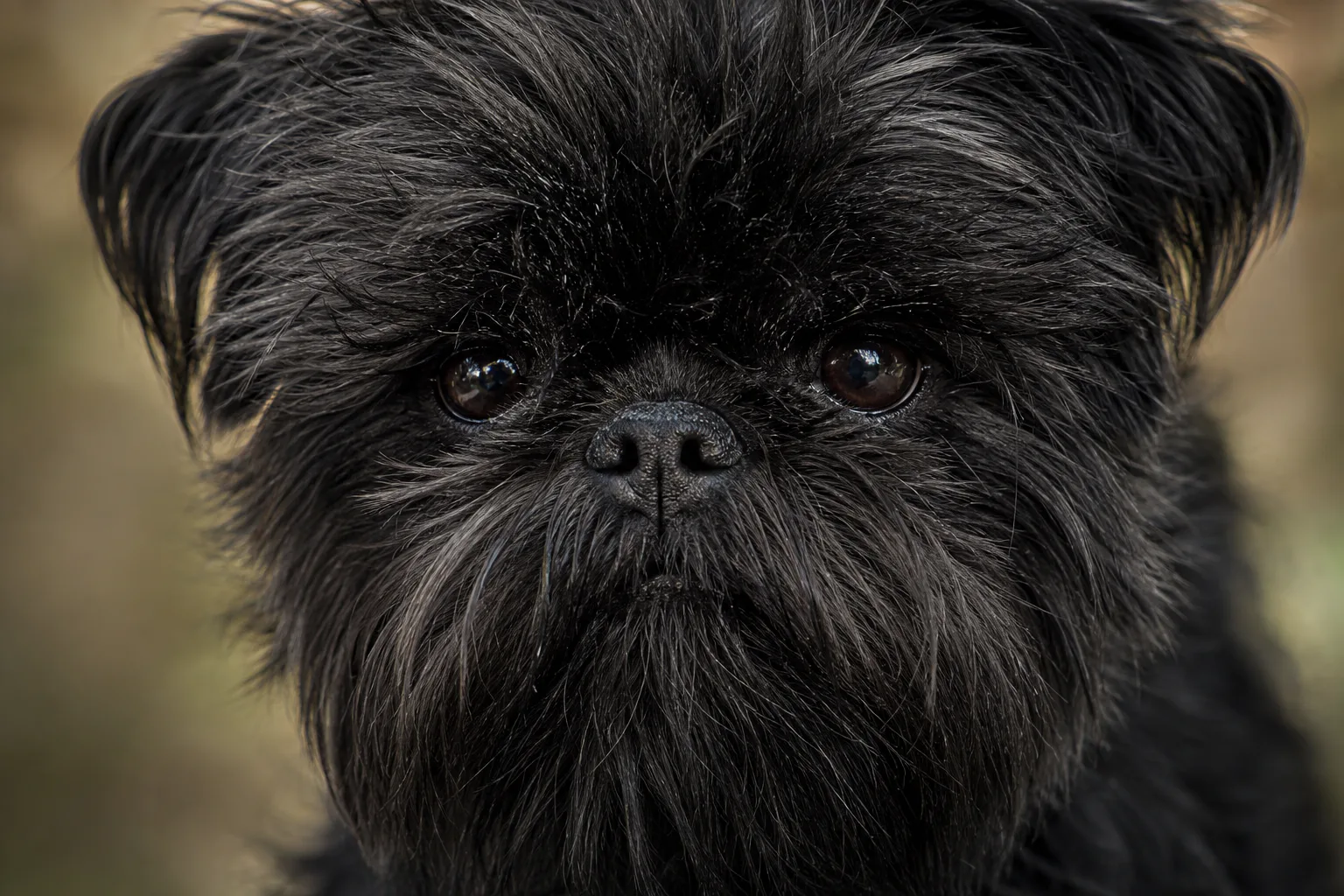 Affenpinscher at a Glance
