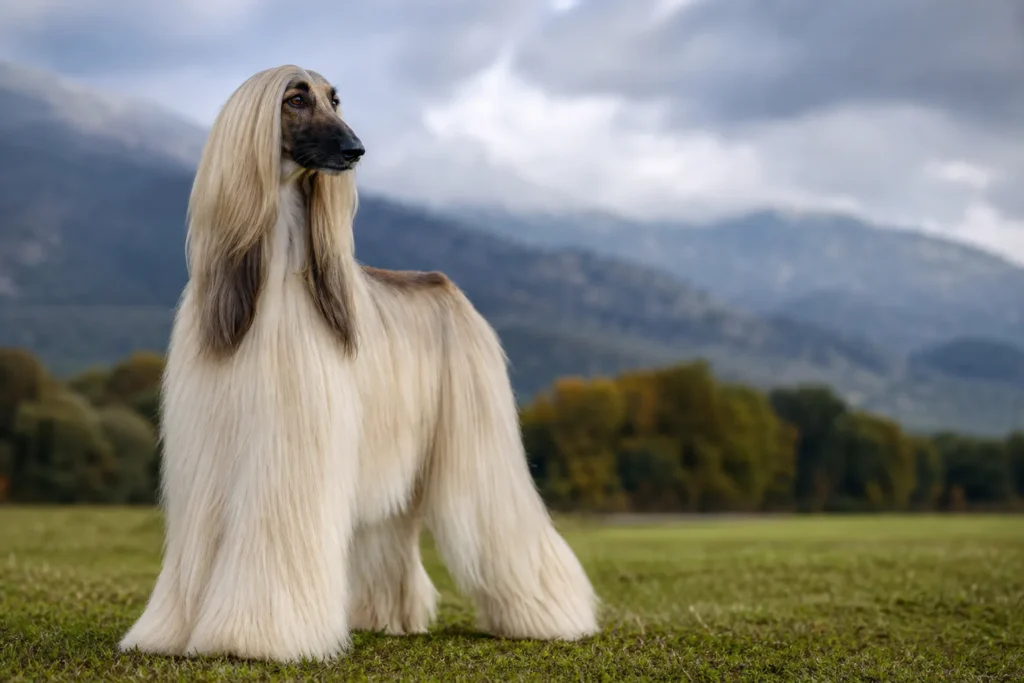 Afghan Hound Dog Overview