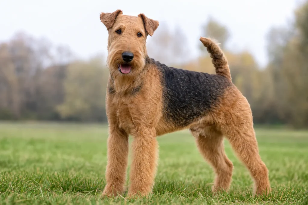 Airedale Terrier Dog Overview