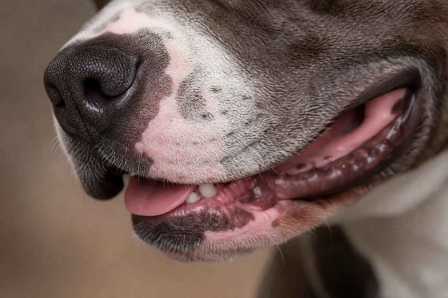 American Staffordshire Terrier Dog Guide