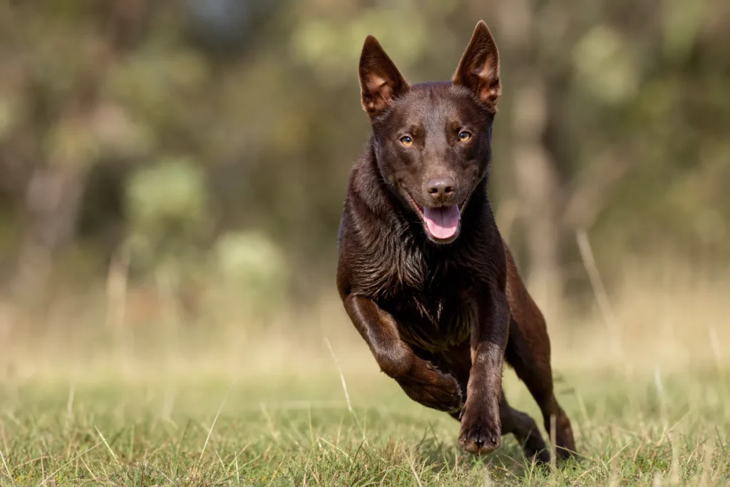 Australian Kelpie Dog