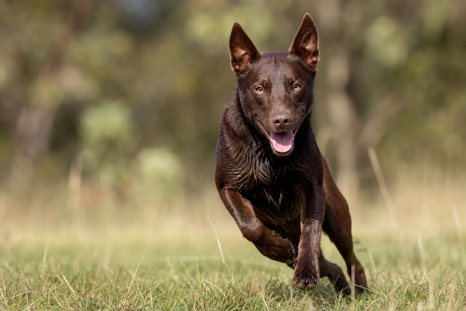 Australian Kelpie Dog