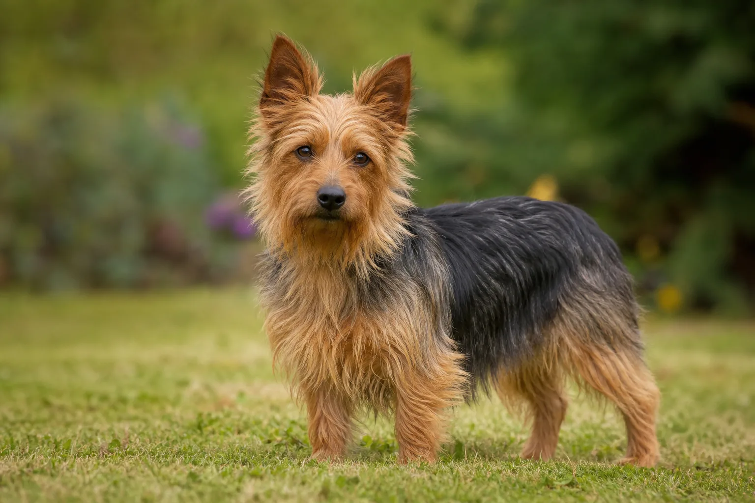 Australian Terrier Dog breed