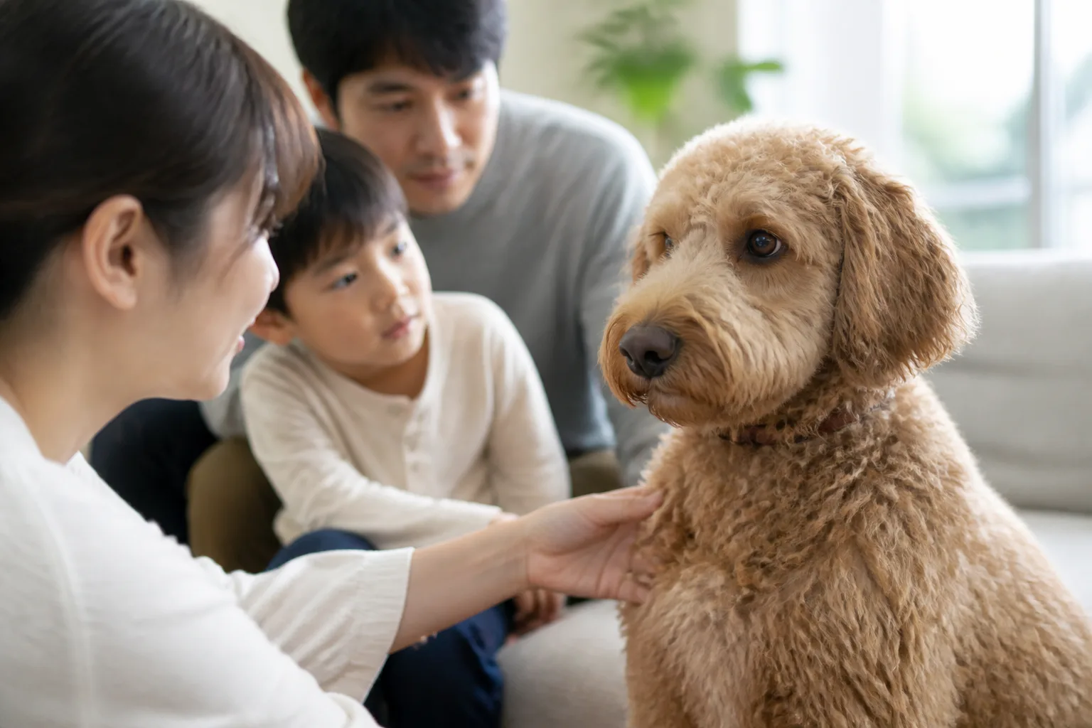 Labradoodleはアレルギーがあっても飼えますか?