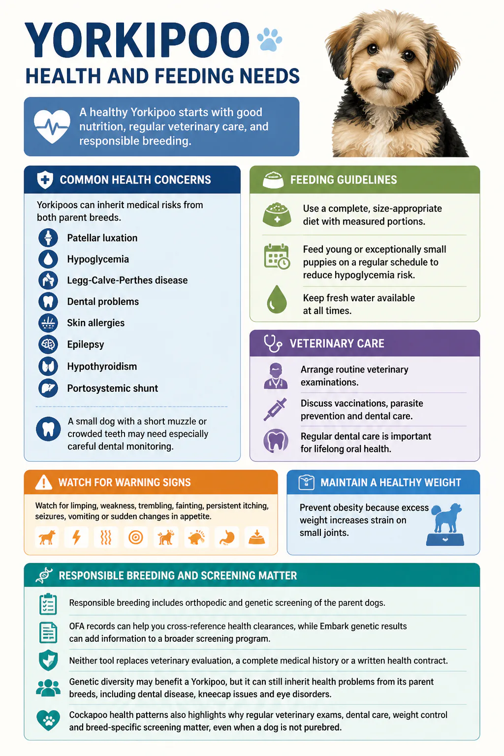 Yorkipoo Health and Feeding Needs