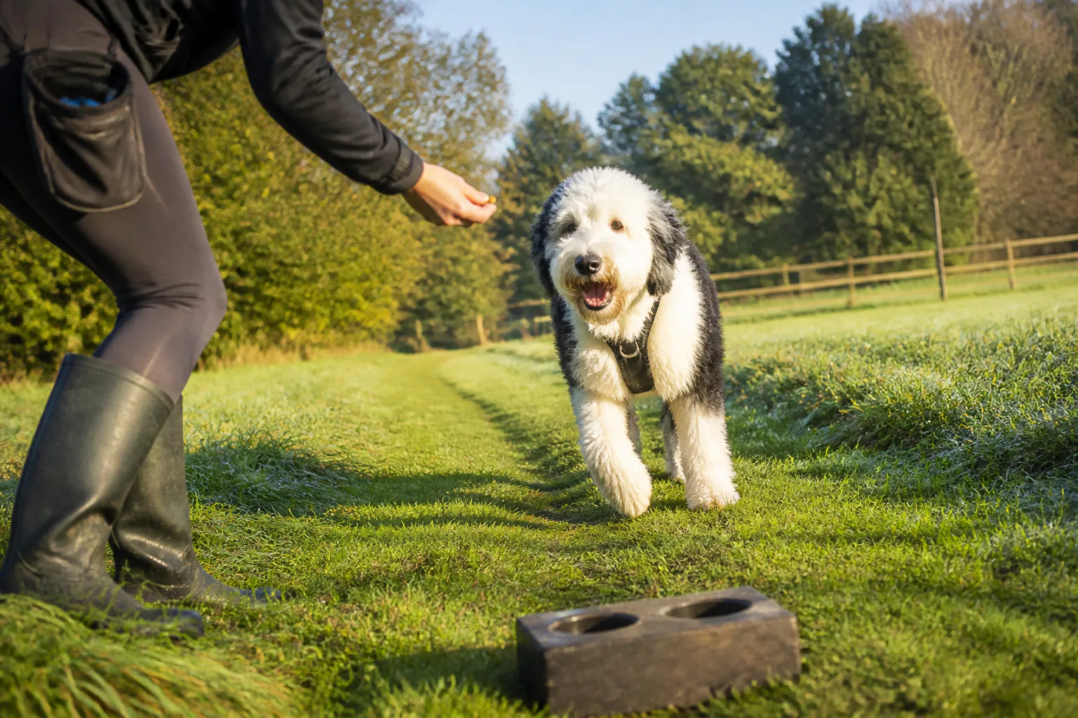 Daily Exercise and Training Needs